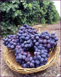 grapes