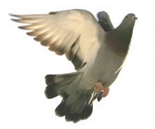 dove