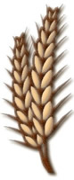 grain of wheat