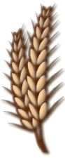 wheat