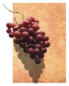 Vine branches