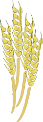 wheat